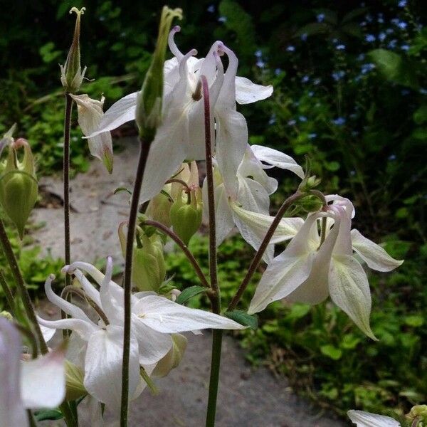 Aquilegia vulgaris Habit