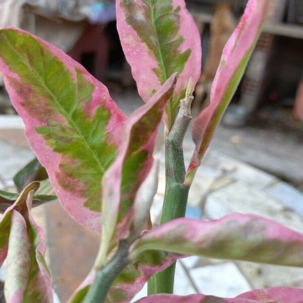 Euphorbia tithymaloides Leht