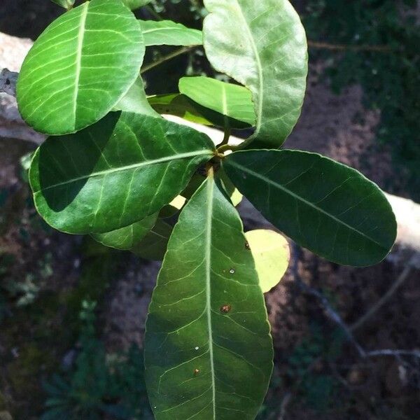 Garcinia livingstonei Leht