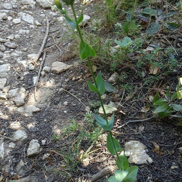 Blackstonia perfoliata Vekstform