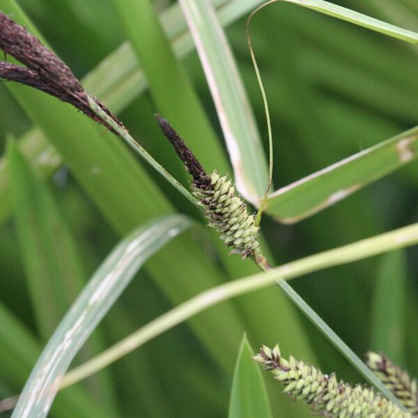 Carex acuta Flower