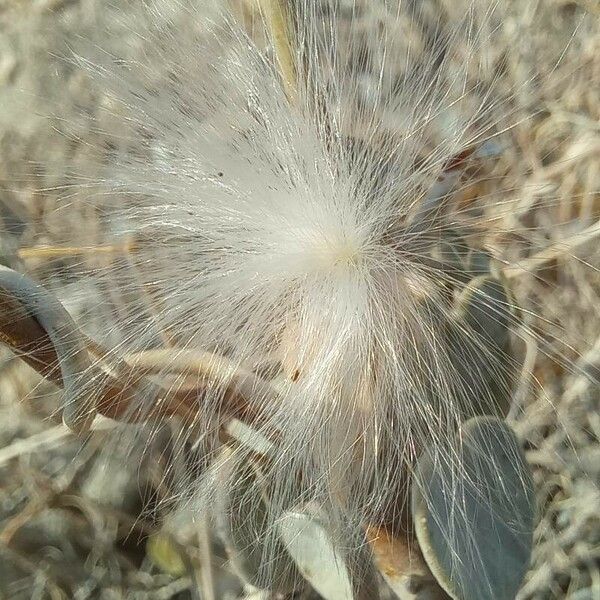 Pergularia tomentosa Frukto