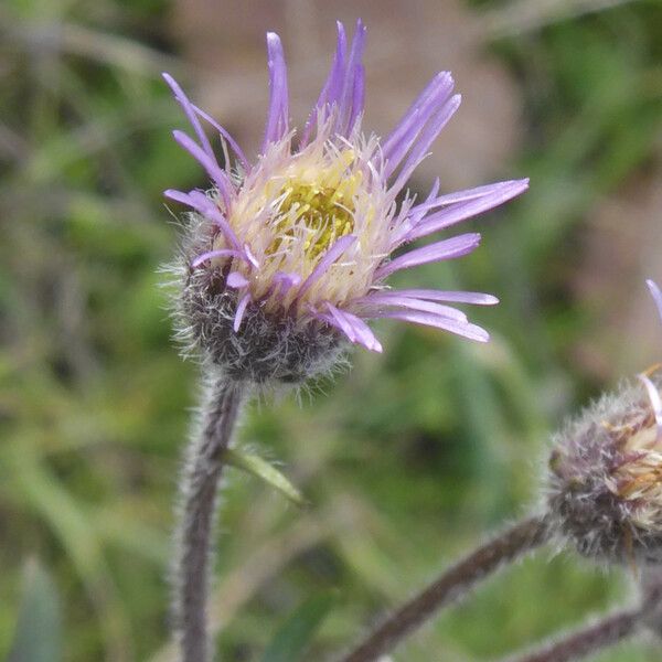 Erigeron acris Fiore