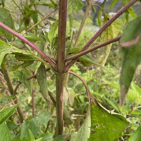 Austroeupatorium inulifolium Bark