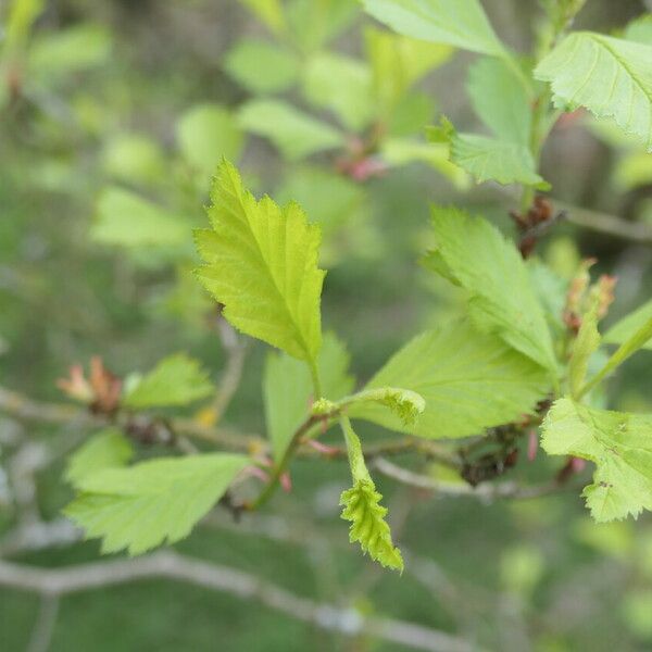 Crataegus douglasii Ліст