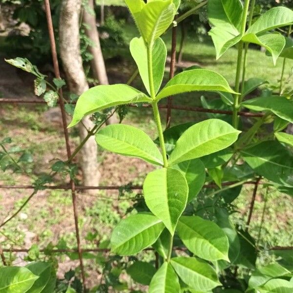 Allamanda blanchetii Yaprak