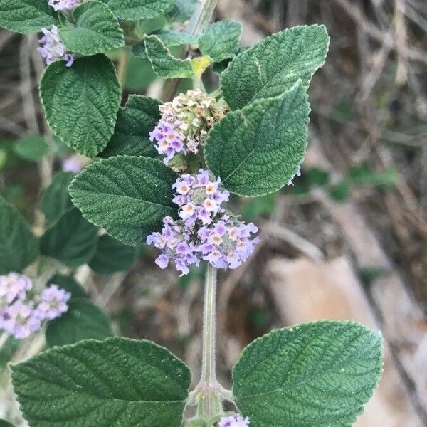 Lippia alba Blüte