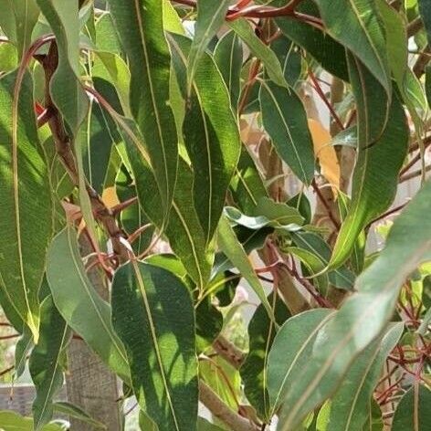 Corymbia ficifolia Blatt