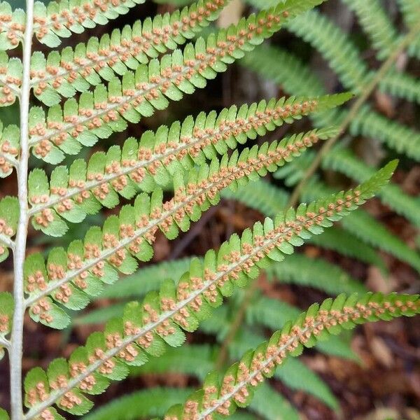 Dryopteris filix-mas Fruto