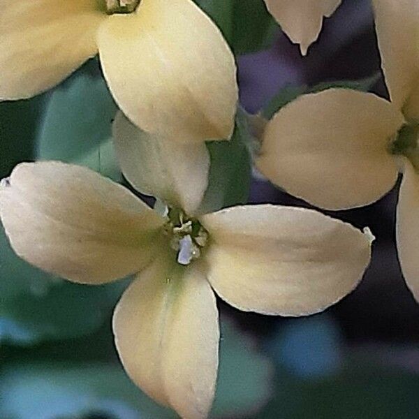 Kalanchoe blossfeldiana Fleur