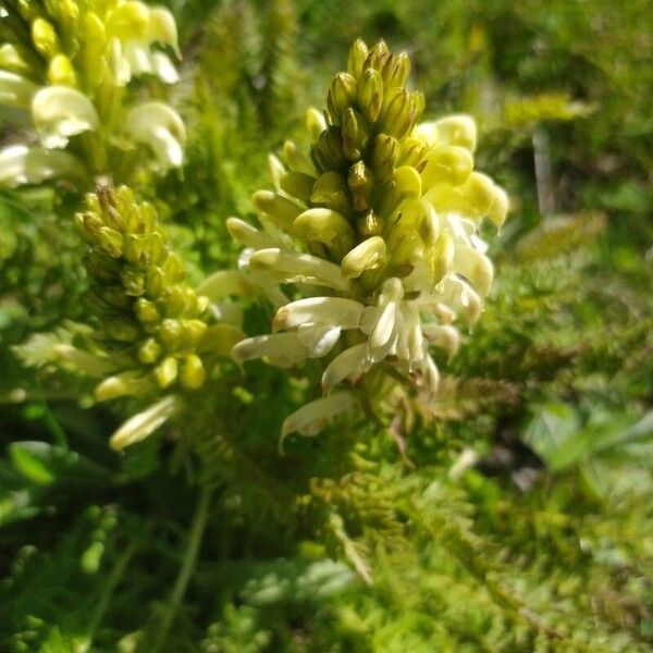 Pedicularis comosa Flower