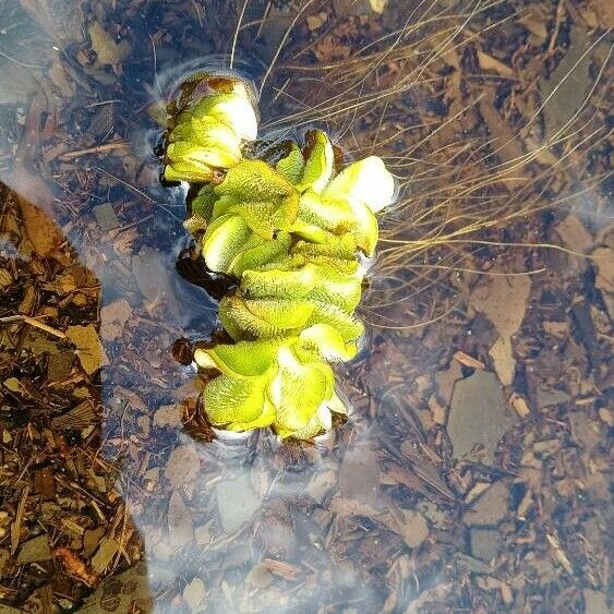 Salvinia molesta Leaf