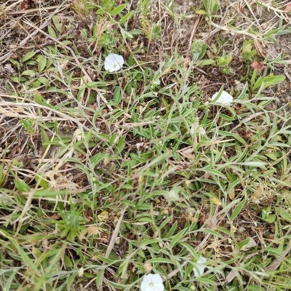 Evolvulus sericeus Flower