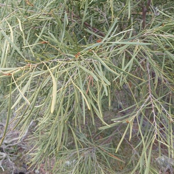 Acacia retinodes Blatt