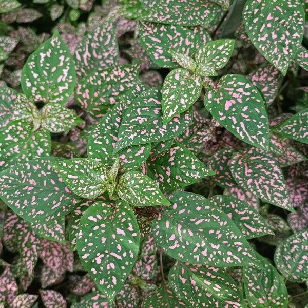 Hypoestes phyllostachya Leaf