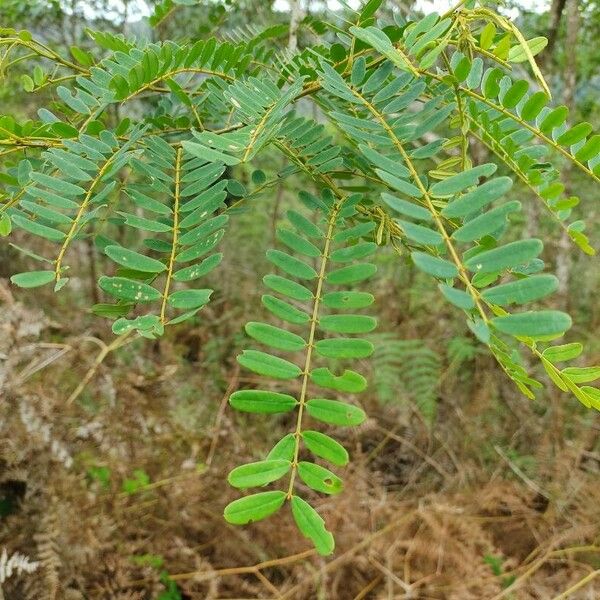 Sesbania punicea Leaf