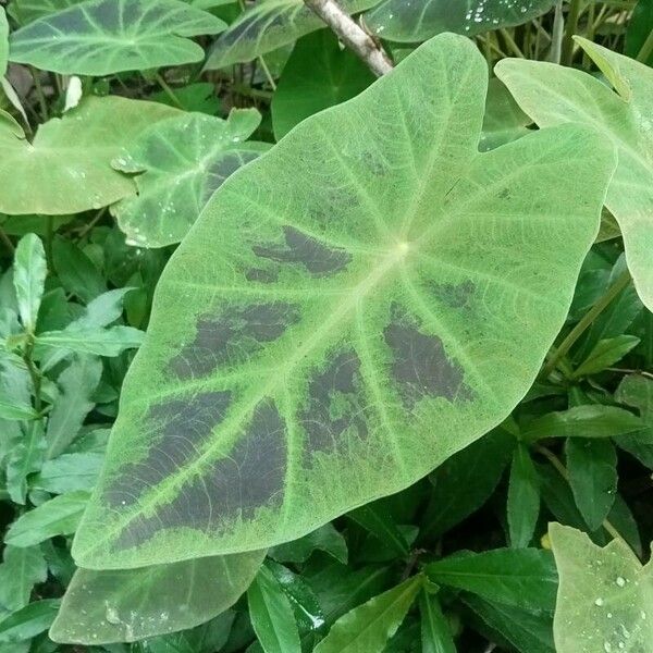 Colocasia esculenta Φύλλο