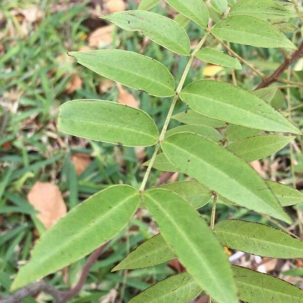 Senna petersiana Leaf