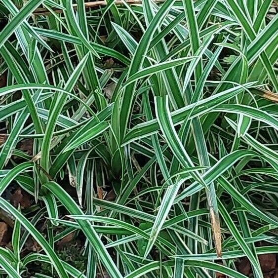 Carex morrowii पत्ता