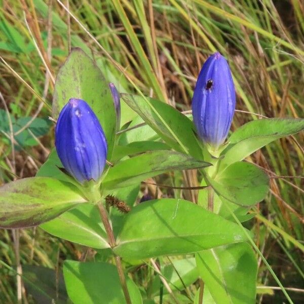 Gentiana andrewsii Flower