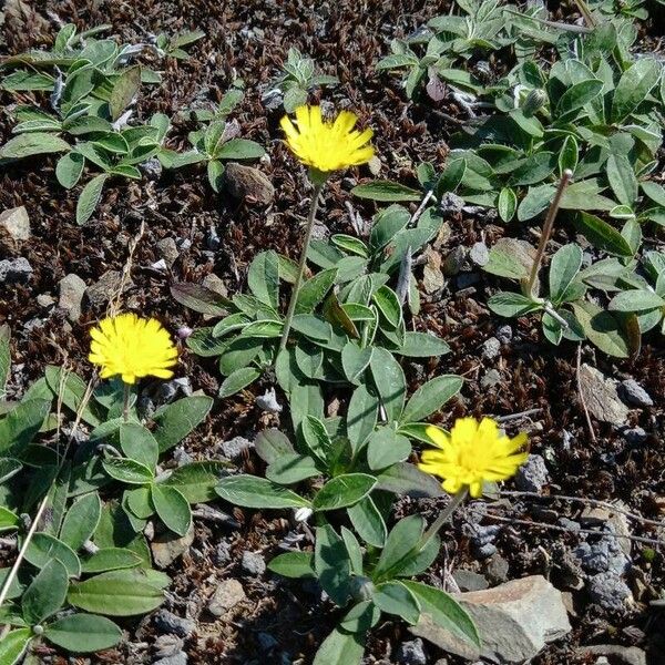 Pilosella officinarum Habit