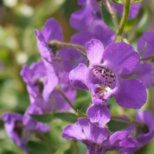 Angelonia biflora Flower