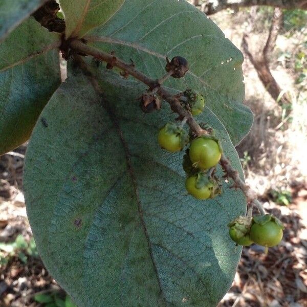 Byrsonima verbascifolia Ffrwyth