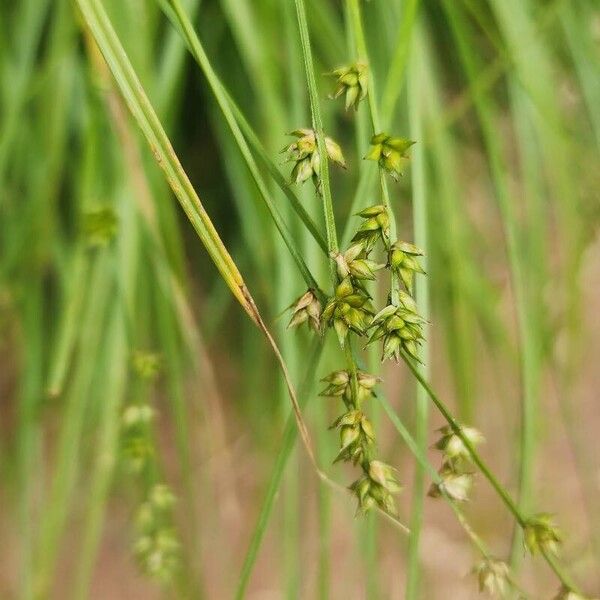 Carex echinata 花