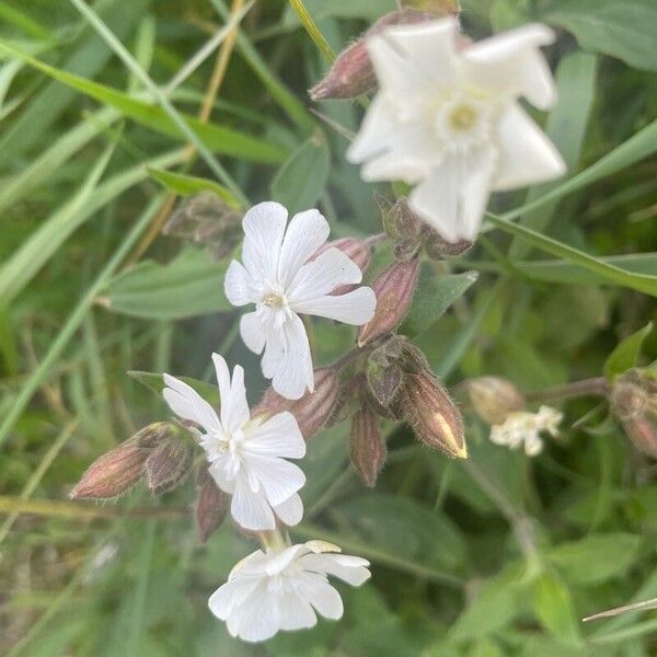 Silene dichotoma 花