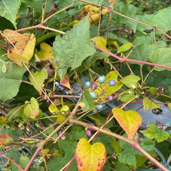 Ampelopsis cordata Fruto