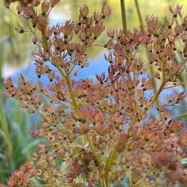 Filipendula rubra Fruit