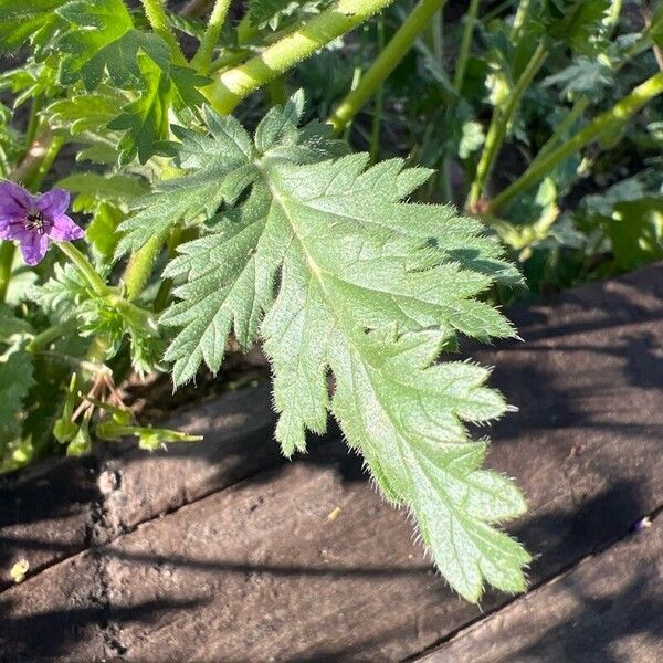 Erodium brachycarpum পাতা