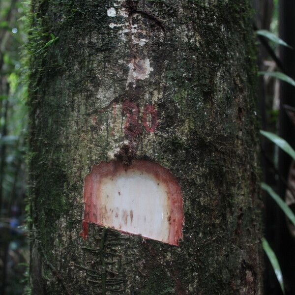 Sterculia tragacantha बार्क (छाल)