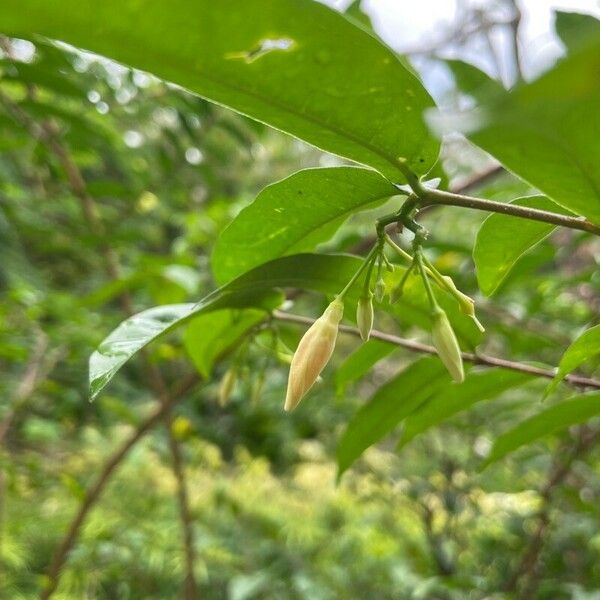 Wrightia religiosa Květ