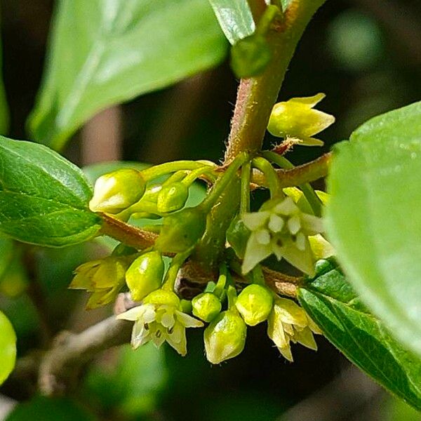 Frangula alnus ᱵᱟᱦᱟ