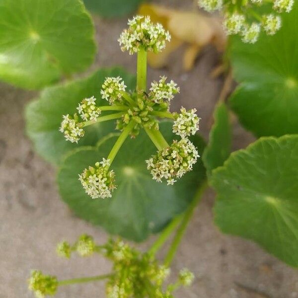 Hydrocotyle bonariensis Цвят