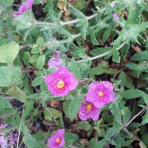 Cistus crispus Цвят