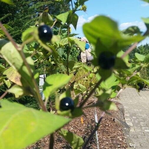 Atropa bella-donna Leaf