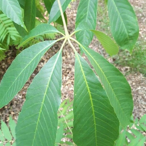 Aesculus indica Folha