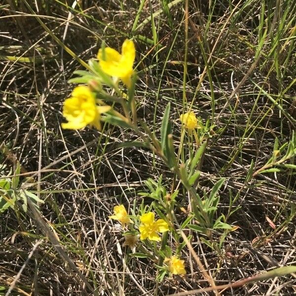 Oenothera perennis Květ