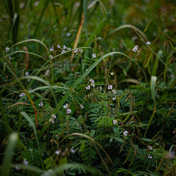 Tephrosia noctiflora Vivejo