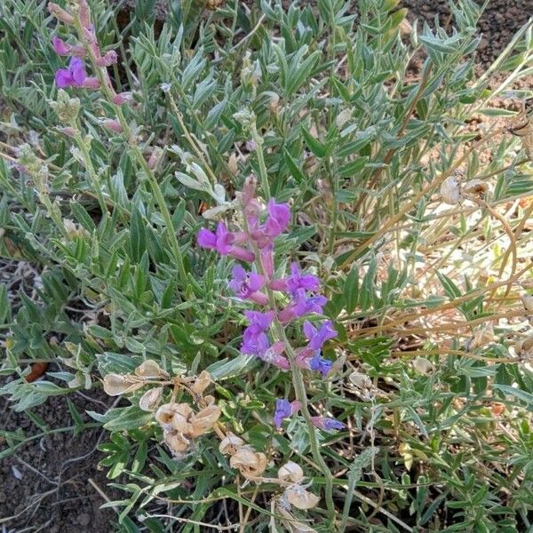 Oxytropis lambertii Кветка