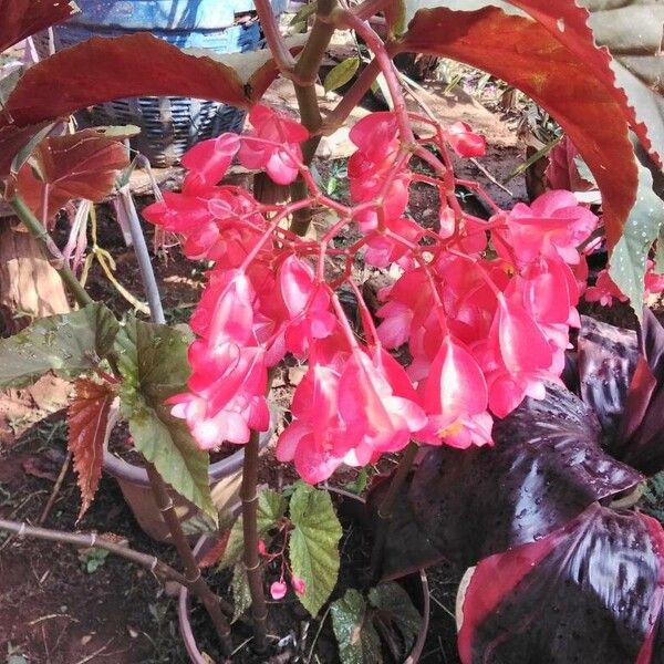 Begonia coccinea Цвят