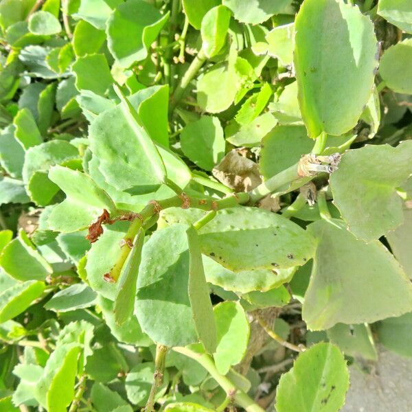 Cissus rotundifolia ശീലം