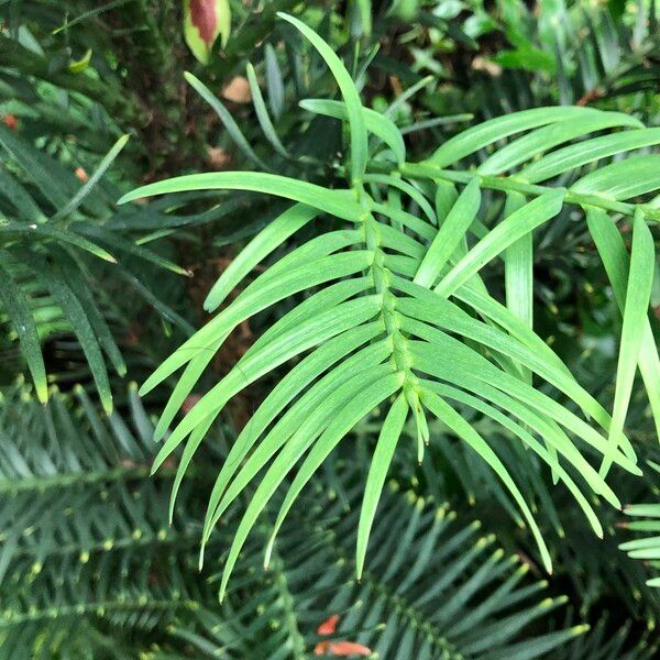 Wollemia nobilis Alkat (teljes növény)