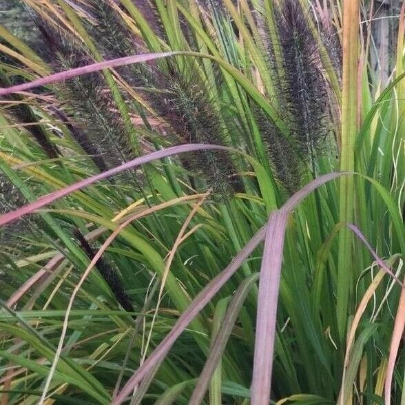 Cenchrus setaceus Blomst