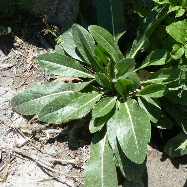 Isatis tinctoria Leaf