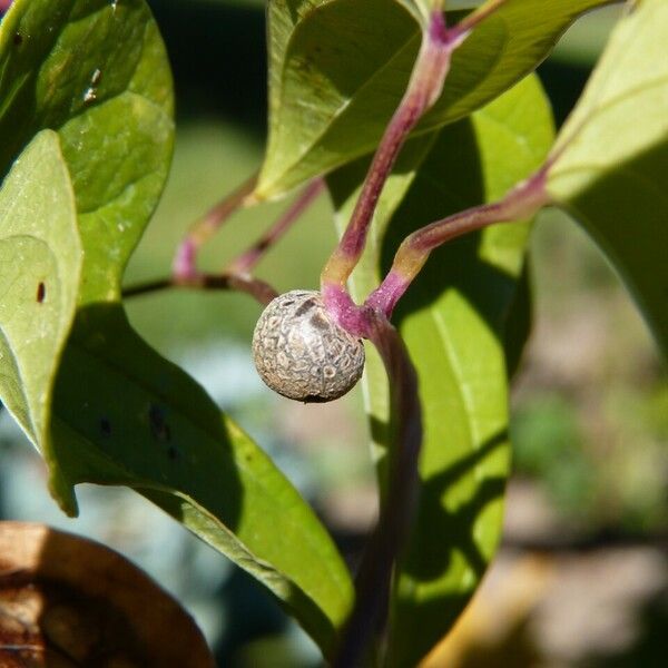 Dioscorea polystachya Outro