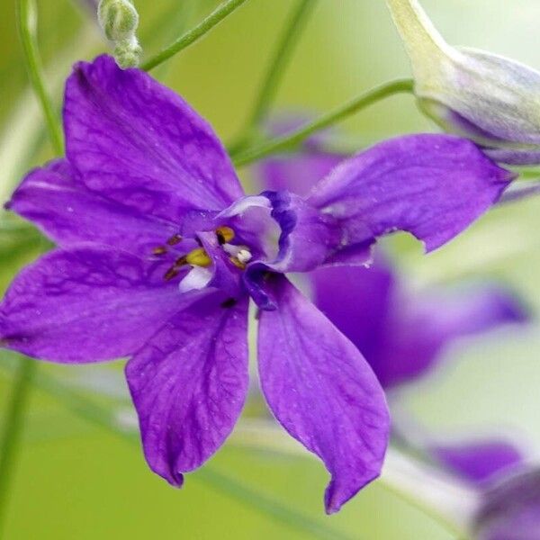 Delphinium consolida Flower