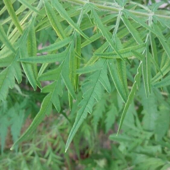 Ambrosia artemisiifolia Leht